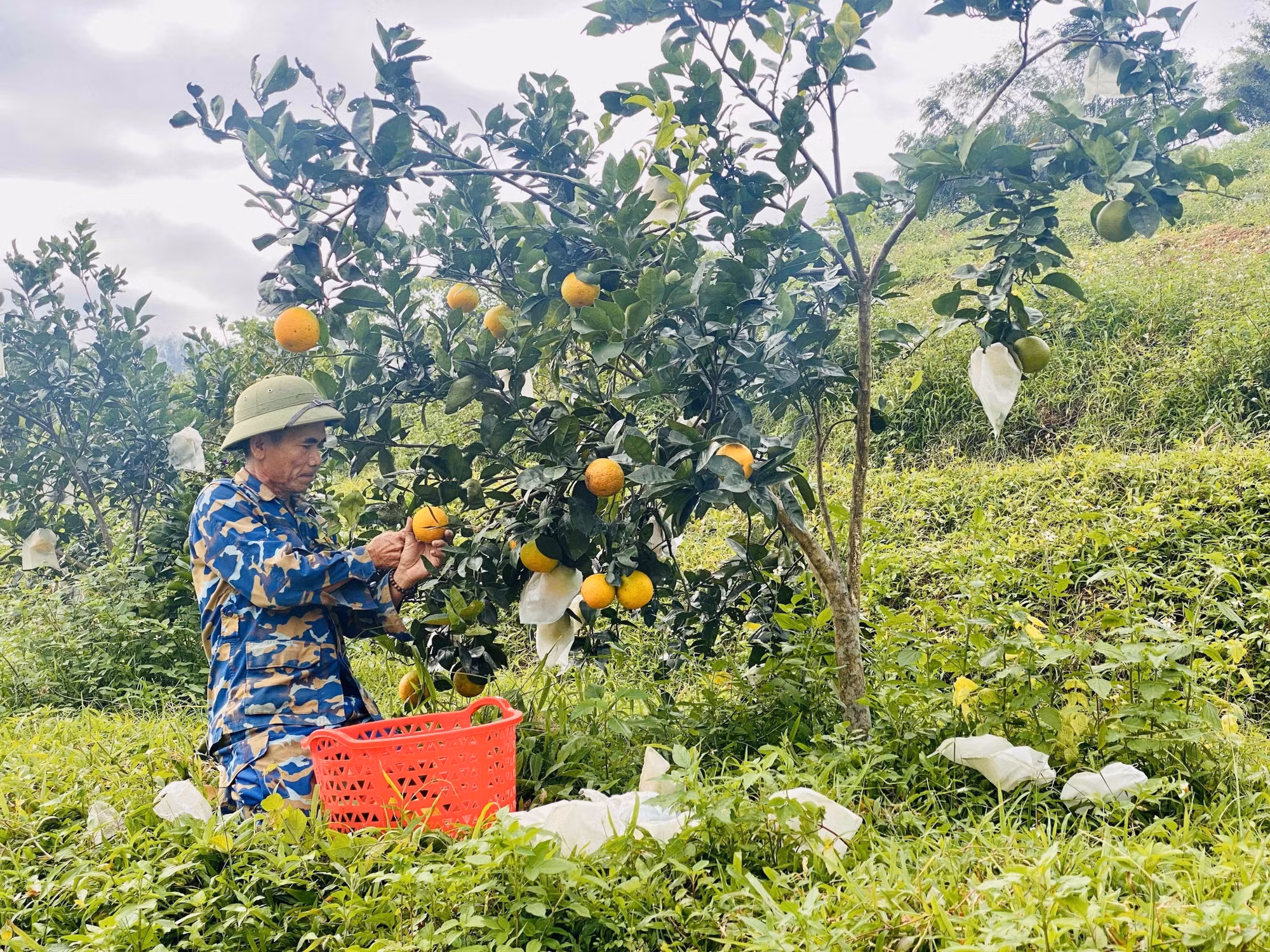 Người dân tại xã Vũ Quang (Hà Tĩnh) thu hoạch cam.