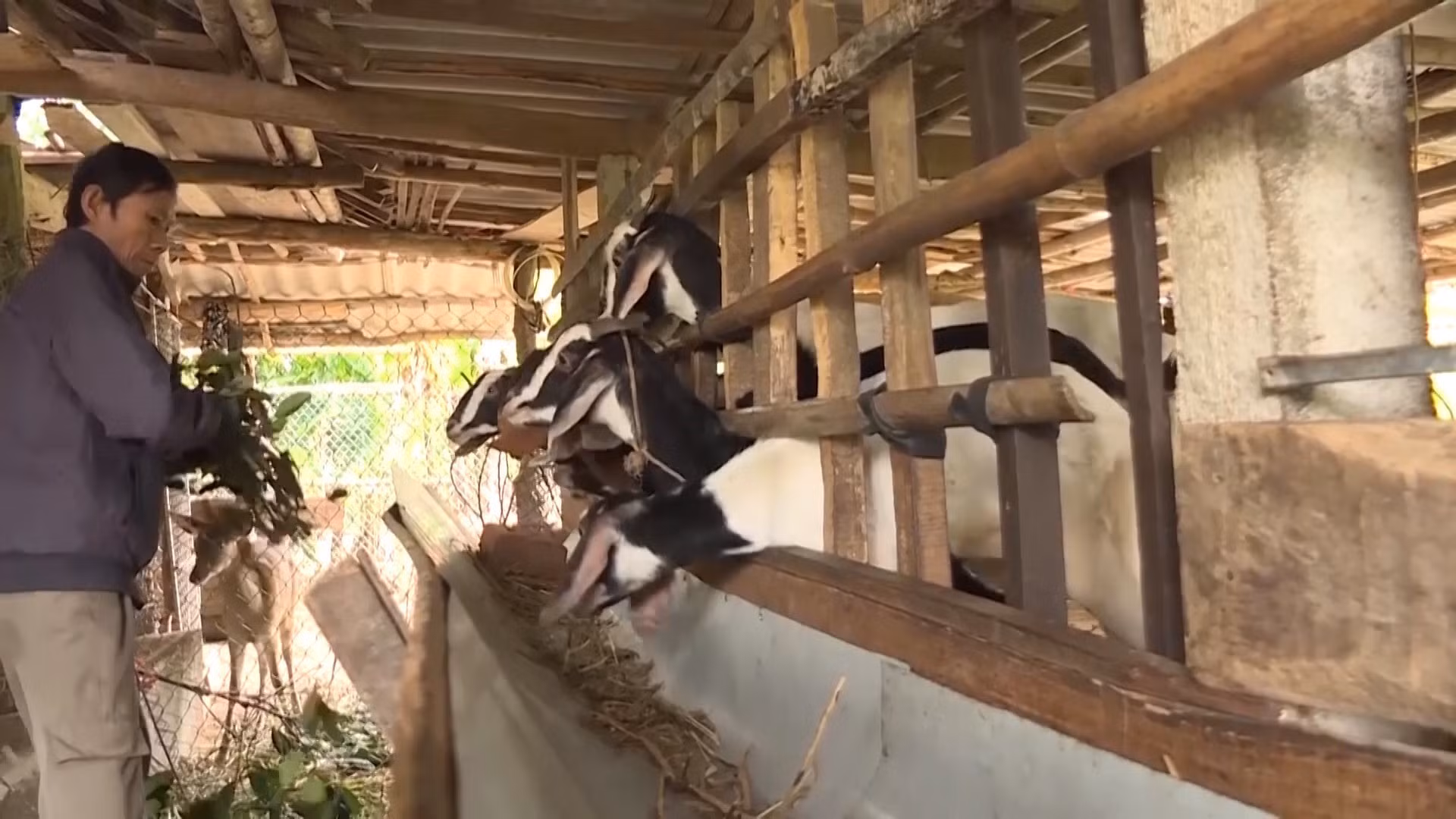 Người dân xã vùng cao Long Môn, huyện Minh Long (Quảng Ngãi) được hỗ trợ phát triển chăn nuôi.