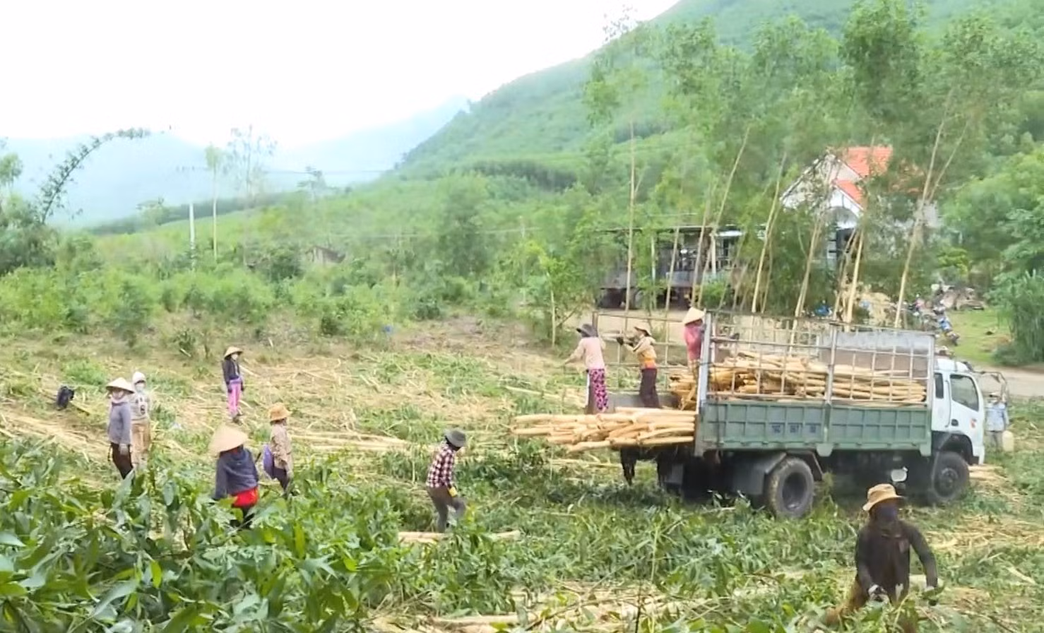 Người dân xã vùng cao Long Môn, huyện Minh Long (Quảng Ngãi) được hỗ trợ sản xuất, nâng cao thu nhập, cải thiện đời sống.