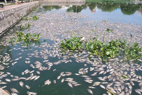 Phú Thọ: Cá chết trắng đầm vì nước thải ảnh 1