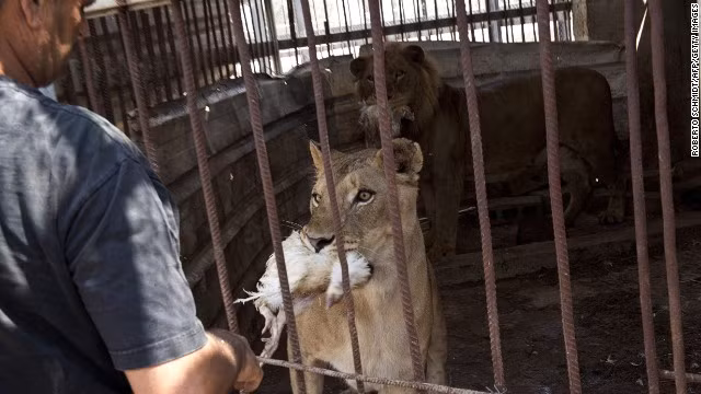 Vườn thú tại Gaza tan hoang vì bom đạn ảnh 4