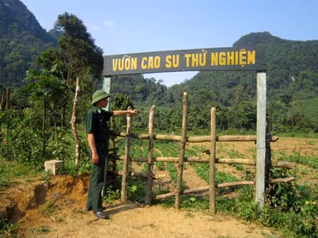 Đưa cây cao su lên với đồng bào Rục ảnh 1