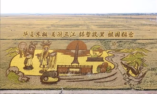 Chiêm ngưỡng “bức tranh phong cảnh vàng óng” tại Hắc Long Giang 
