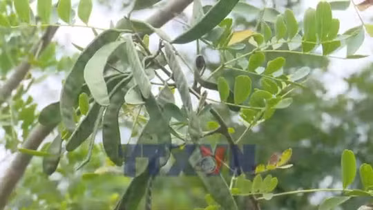 Cây bồ kết - Hướng đi mới cho kinh tế nông thôn