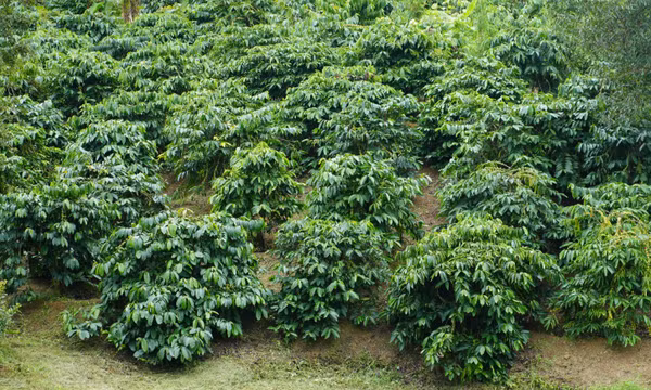 Phát triển mô hình sinh kế từ nguồn chi trả dịch vụ môi trường rừng