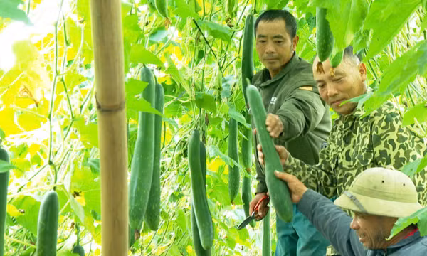 Bí xanh Văn Lang: Từ cây trồng hàng hóa đến thương hiệu OCOP 3 sao 