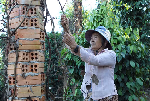 Để cây hồ tiêu phát triển bền vững ảnh 3