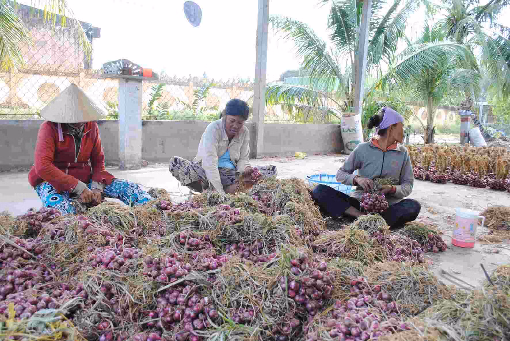 Nông dân Bạc Liêu phấn khởi nhờ hành tím ảnh 1