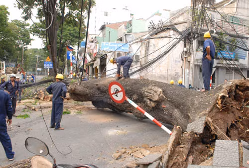 Cây cổ thụ bật gốc kéo đổ cột điện, đè nhà dân ảnh 5