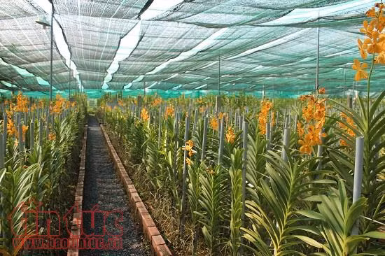 Sẽ tổ chức Fetival hoa lan lần đầu tiên tại TP Hồ Chí Minh ảnh 1