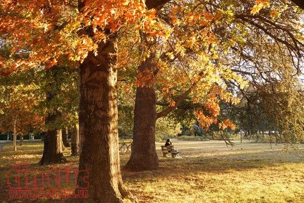Quyến rũ mùa thu Canberra ảnh 4