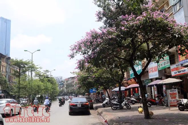 Hoa bằng lăng nở tím các con phố Hà Nội ảnh 1