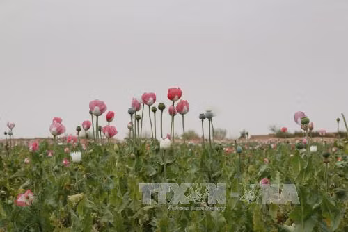 LHQ lo ngại sản lượng thuốc phiện cao kỷ lục tại Afghanistan ảnh 1