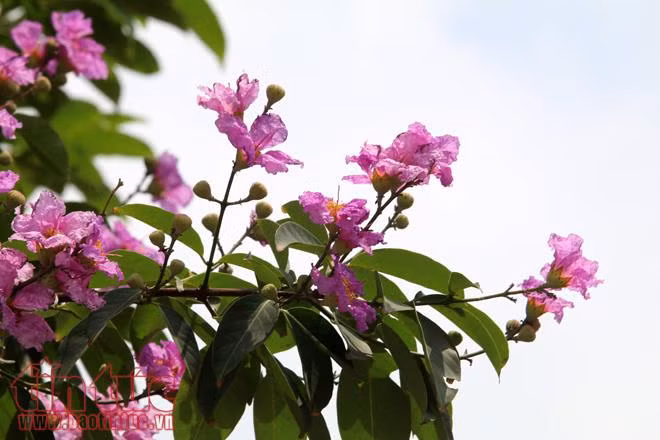 Hoa bằng lăng nở tím các con phố Hà Nội ảnh 5