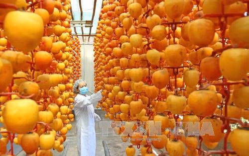 Lâm Đồng có thêm nhãn hiệu 'Hồng Đà Lạt' ảnh 1
