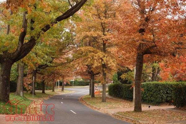 Quyến rũ mùa thu Canberra ảnh 5