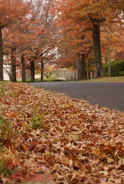 Quyến rũ mùa thu Canberra ảnh 6