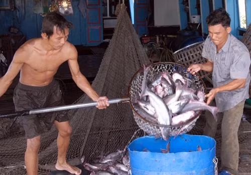 Nuôi cá da trơn thâm canh trên bãi bồi ven sông Tiền ảnh 1
