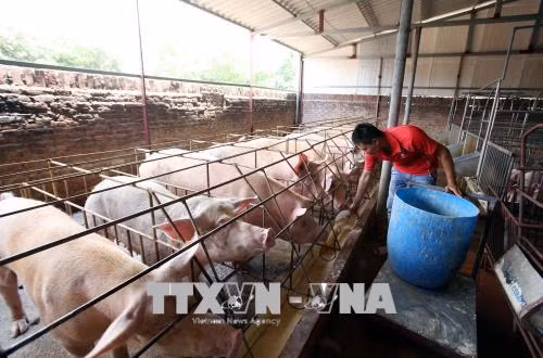 Giá lợn hơi tăng mạnh khiến chỉ số giá tiêu dùng tháng 5 tăng ảnh 1