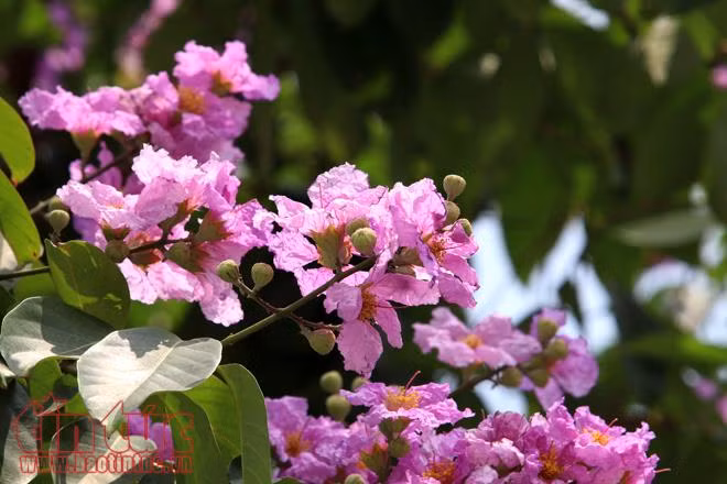Hoa bằng lăng nở tím các con phố Hà Nội ảnh 7