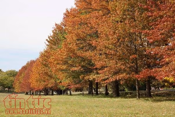 Quyến rũ mùa thu Canberra ảnh 10