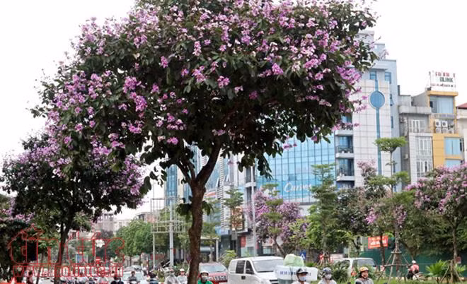 Hoa bằng lăng nở tím các con phố Hà Nội ảnh 2