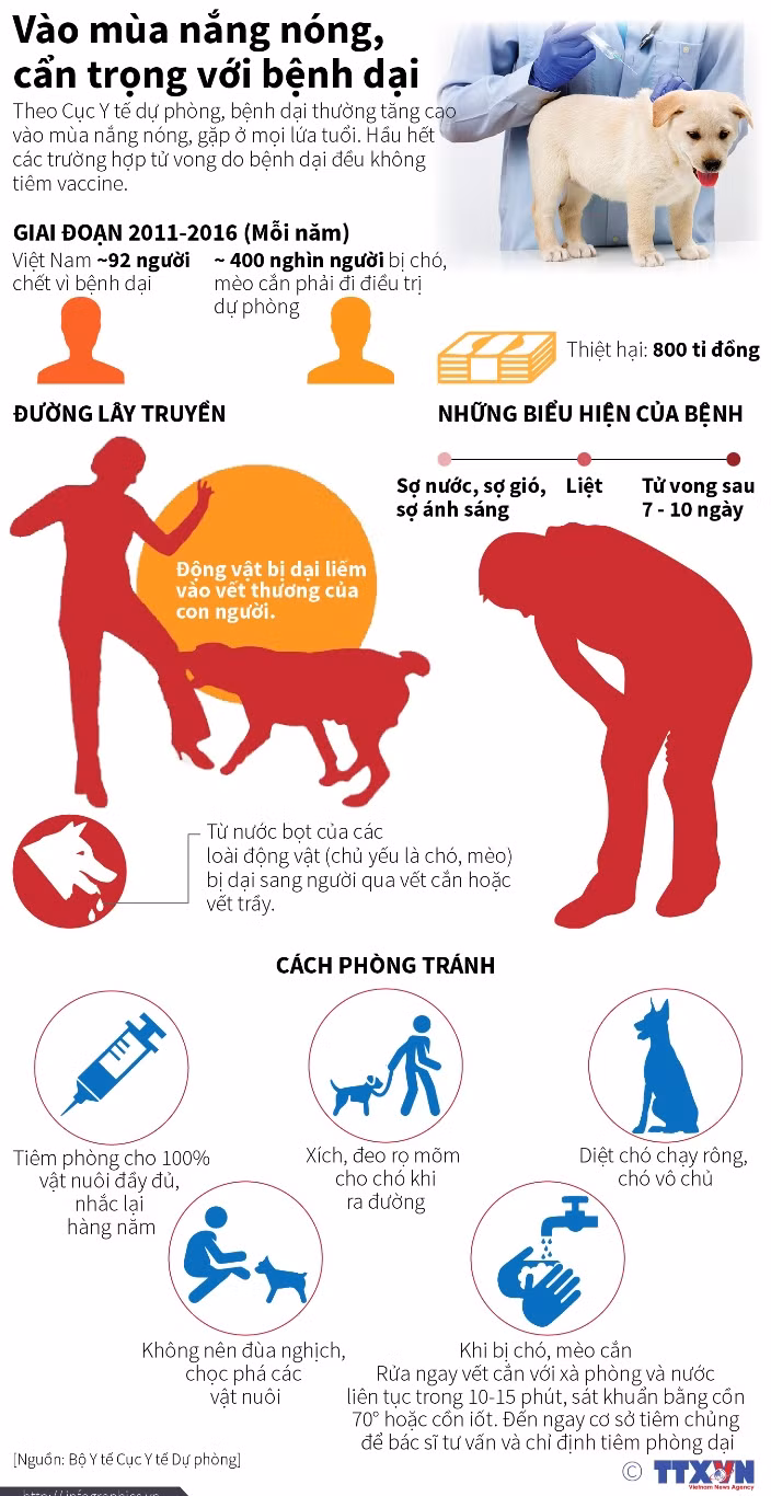 Vào mùa nắng nóng, cẩn trọng với bệnh dại ảnh 1