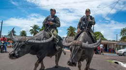 Đội quân trâu nước đặc biệt tại Brazil