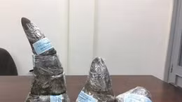 Thu giữ gần 5 kg sừng tê giác châu Phi quý hiếm tại sân bay Tân Sơn Nhất