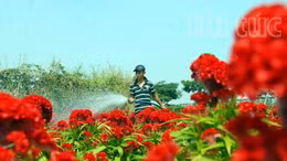 TP HCM