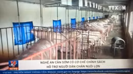 Nghệ An hỗ trợ người chăn nuôi lợn