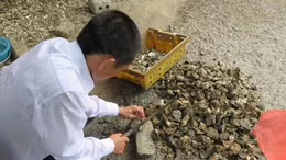 Kết quả xét nghiệm hàu Lăng Cô sau thông tin gây ung thư