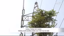Hàng trăm cây xanh trồng dưới đường điện cao thế tại Hà Nội
