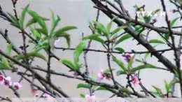 Lào Cai