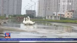 Hà Nội: Ít người đến ở, khu đô thị biến thành nơi... nuôi vịt