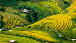 "Mùa vàng trên non" ở Mù Cang Chải
