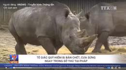 Tê giác quý hiếm bị bắn chết, cưa sừng ngay trong sở thú Pháp
