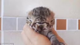 Ngắm mèo con kỳ lạ có hai mặt, ba mắt, hai mồm
