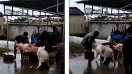 Thấy bạn giãy giụa trên bàn mổ, lợn húc đồ tể cứu nguy