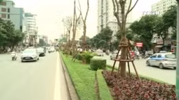 Xung quanh việc Hà Nội trồng thêm nhiều phượng vỹ