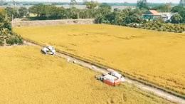 Xuất khẩu tối đa 8 triệu tấn gạo