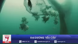 Đại dương 'kêu cứu'