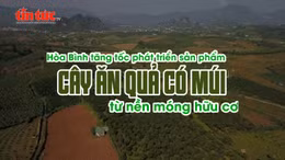 Hòa Bình tăng tốc phát triển sản phẩm cây ăn quả có múi từ nền móng hữu cơ