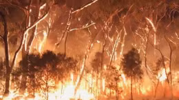 Lượng CO2 từ cháy rừng ở Australia tương đương thảm họa cháy rừng Amazon