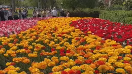 Rực rỡ lễ hội hoa tulip ở Ottawa, Canada
