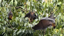 Cảnh báo bùng phát virus Nipah gây chết người