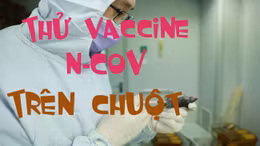 Trung Quốc bắt đầu thử vaccine phòng nCoV trên chuột