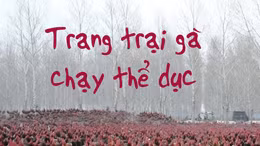 Chủ trang trại dẫn 70.000 con gà chạy bộ hàng ngày để thịt ngon
