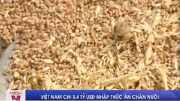 Việt Nam chi 3,4 tỷ USD nhập thức ăn chăn nuôi