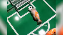 Lý thú cảnh cá vàng... đá bóng